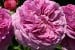 Parfum Flower Circus