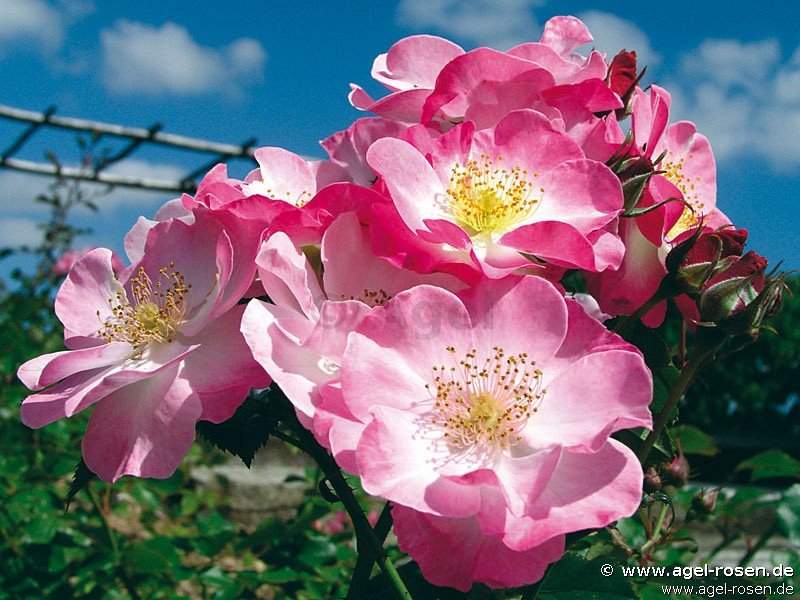 Rose ‘Paris 2000‘ (6,5-Liter Topf)