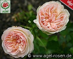 Pastella kaufen, clicken für mehr Details Pastella