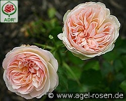 Pastella kaufen, clicken für mehr Details Pastella