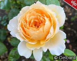 Patrick Devedjian kaufen, clicken für mehr Details Patrick Devedjian