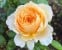 Patrick Devedjian