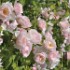 Pear Essbare Rose kaufen