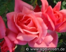 Pernille Poulsen kaufen, clicken für mehr Details Pernille Poulsen