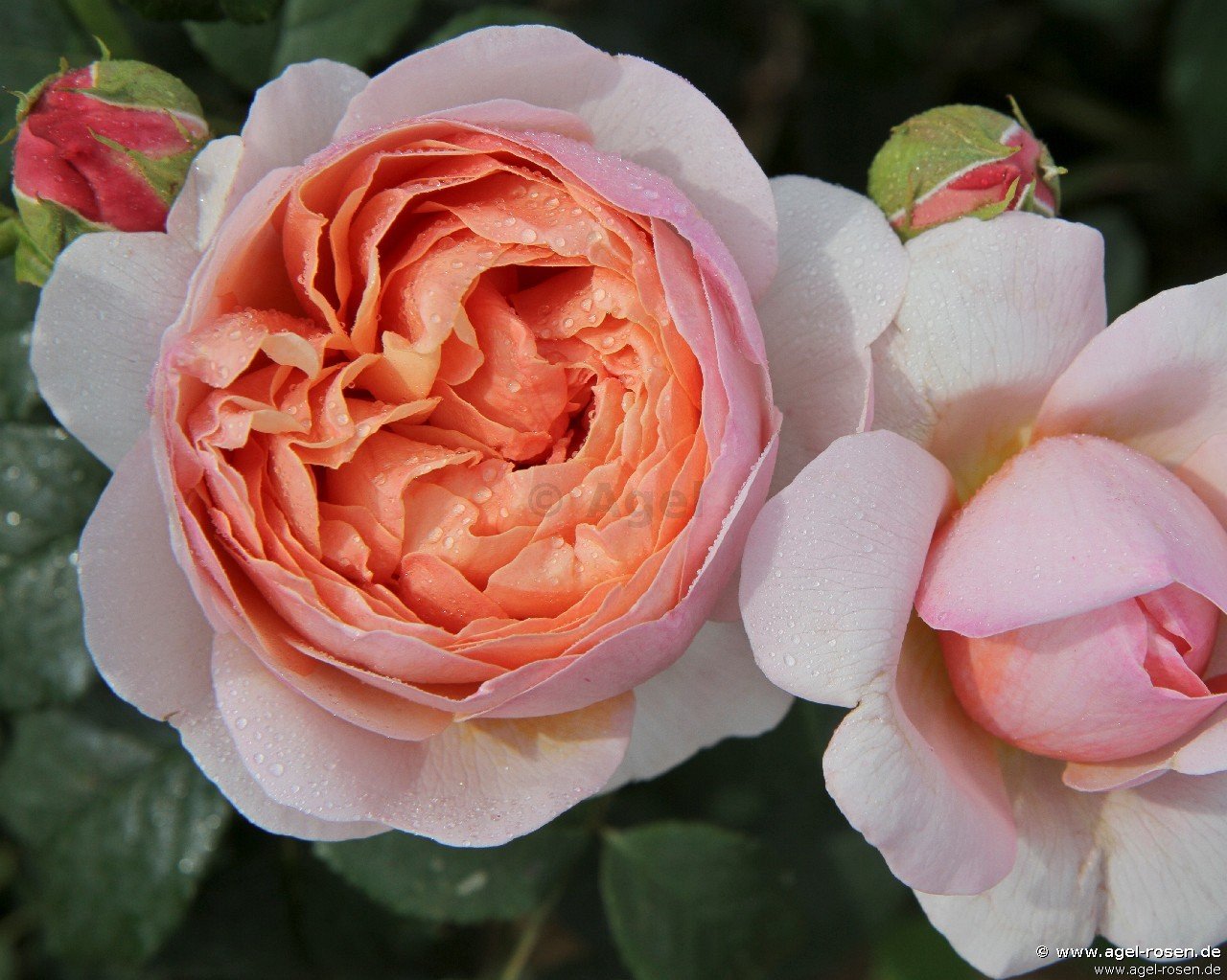 Rose ‘Peter Paul Rubens‘ (wurzelnackte Rose)