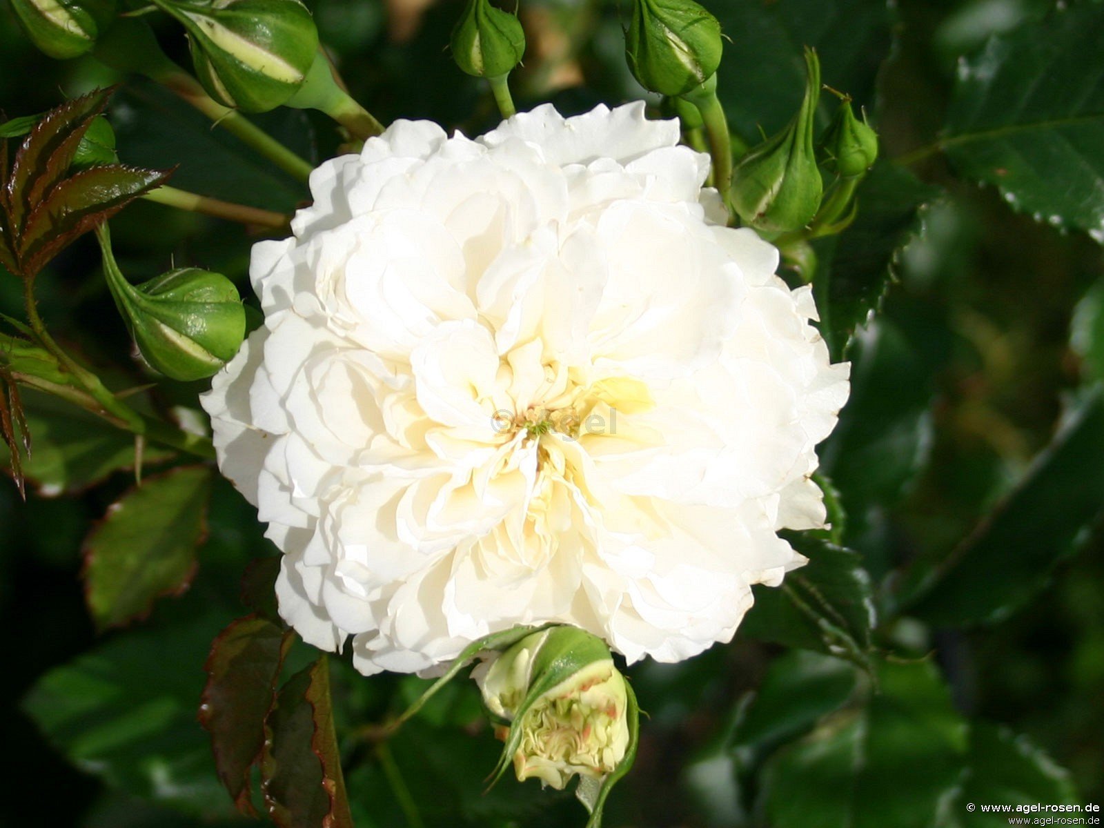 ADR-Rose ‘Petticoat‘ (3-Liter Topf)