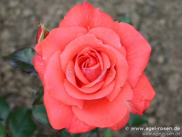 Rose ‘Piccolo‘ (3-Liter Topf)