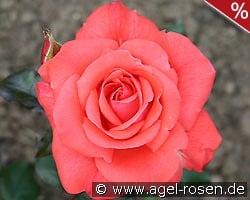 Piccolo kaufen, clicken für mehr Details Piccolo