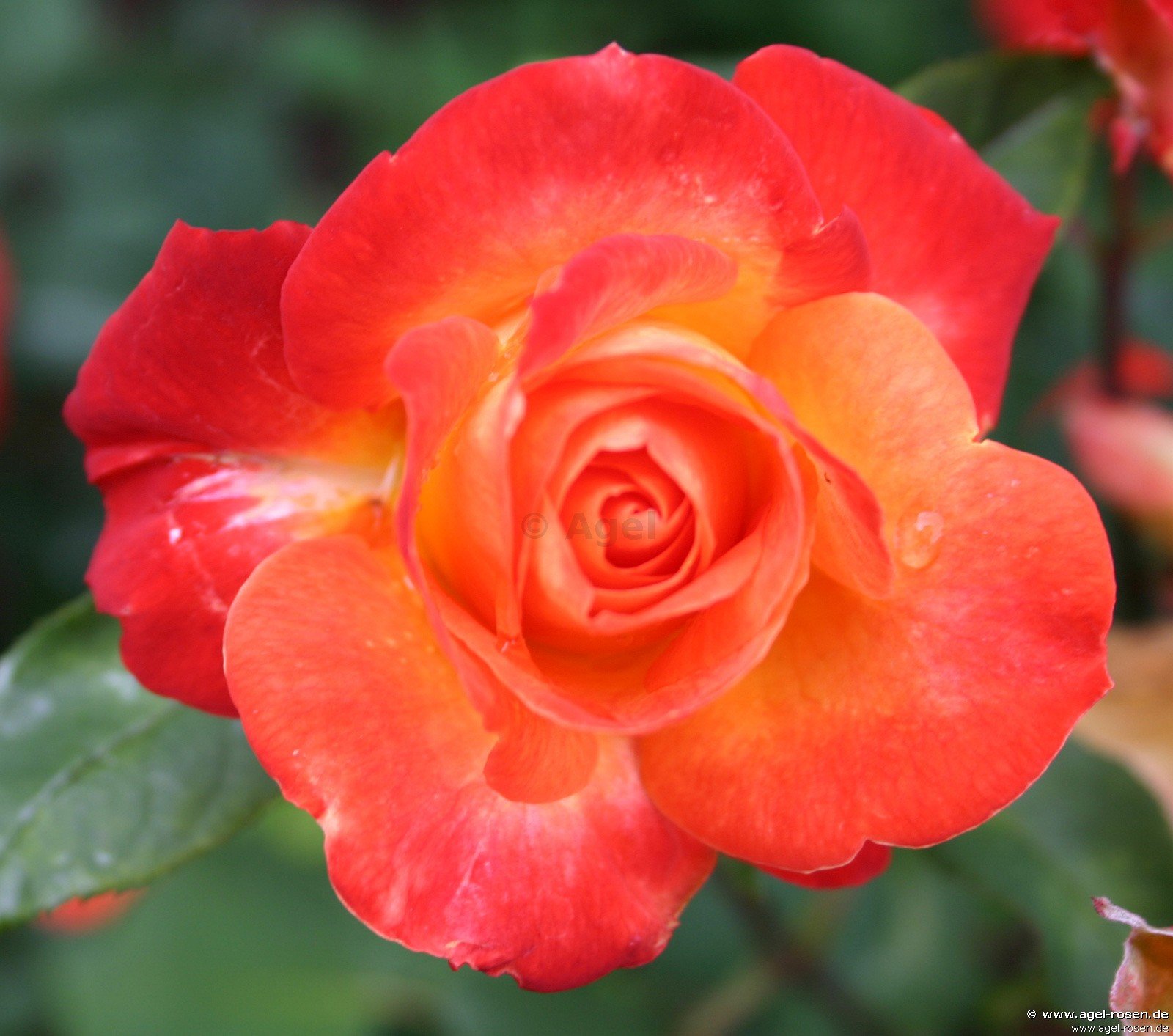 Rose ‘Pigalle‘ (wurzelnackte Rose)