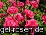 Pink Forest Rose kaufen