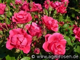 Pink Forest Rose kaufen, clicken für mehr Details Pink Forest Rose