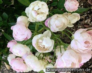 Pink Koster