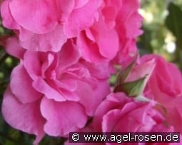 Pink La Sevillana kaufen, clicken für mehr Details Pink La Sevillana