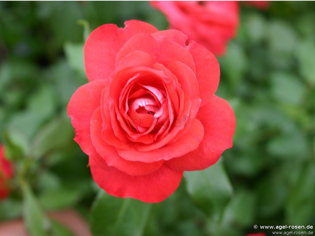 ADR-Rose ‘Planten un Blomen‘ (wurzelnackte Rose)