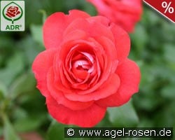 Planten un Blomen kaufen, clicken für mehr Details Planten un Blomen