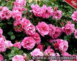 Play Rose