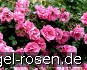Play Rose kaufen