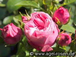 Playful Rokoko kaufen, clicken für mehr Details Playful Rokoko