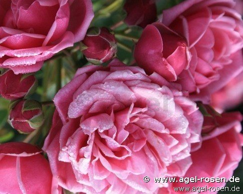 Rose ‘Pompon Diadem‘ (wurzelnackte Rose)