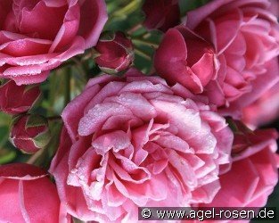 Pompon Diadem