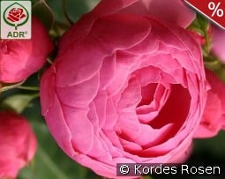 Pomponella kaufen, clicken für mehr Details Pomponella