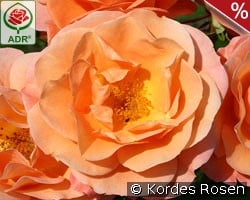 Portorož kaufen, clicken für mehr Details Portorož