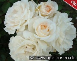 Poustinia kaufen, clicken für mehr Details Poustinia