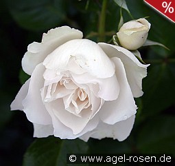 Princess of Wales