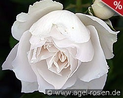 Princess of Wales kaufen, clicken für mehr Details Princess of Wales