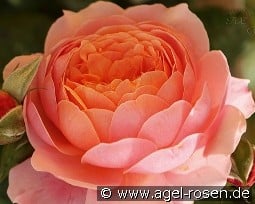 Prix P. J. Redouté kaufen, clicken für mehr Details Prix P. J. Redouté