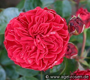 Red Leonardo da Vinci