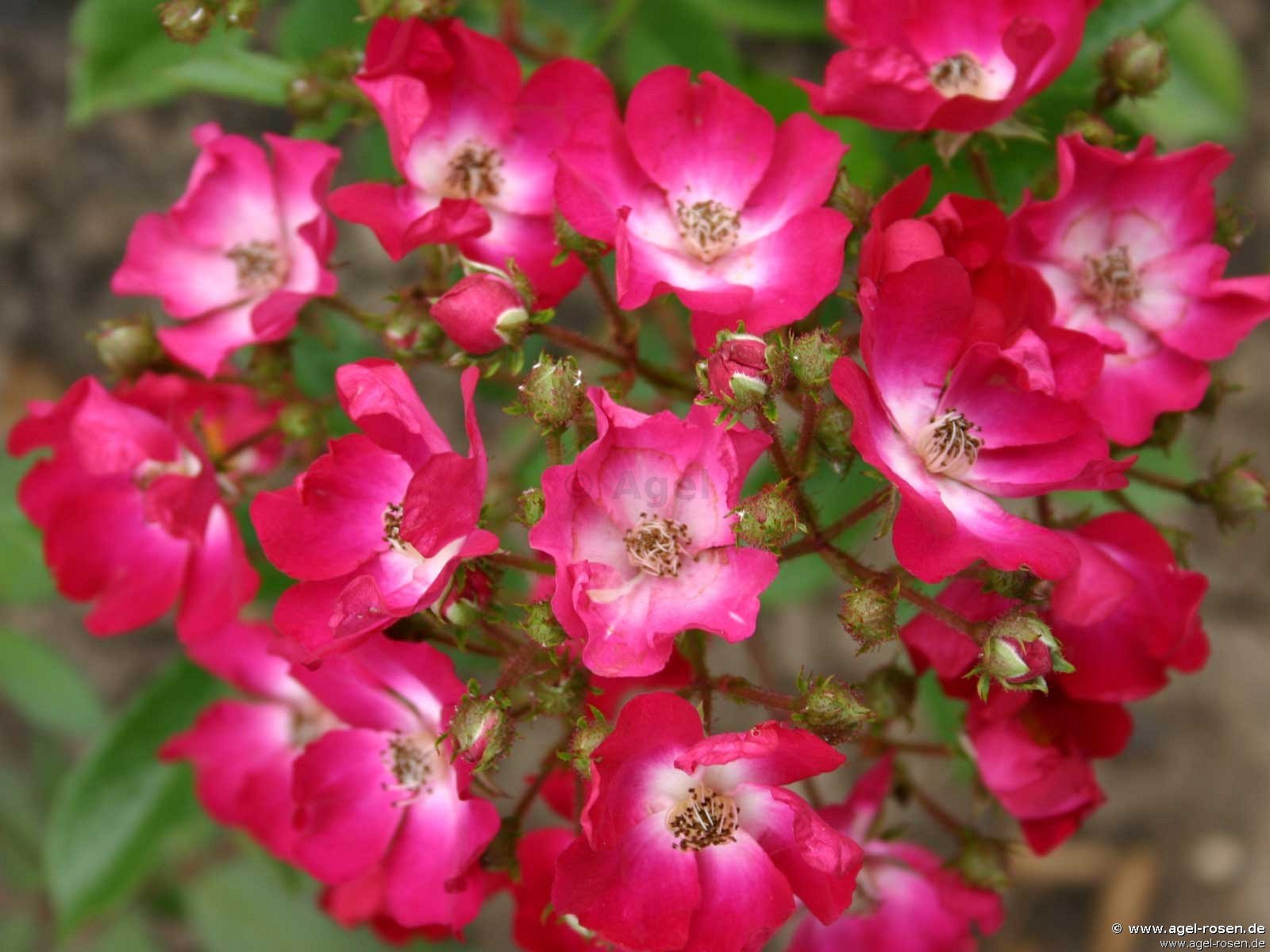 Rose ‘Red Yesterday syn. Red Ballerina‘ (2-Liter Biotopf)