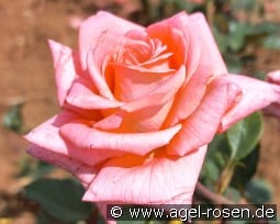 Referenz kaufen, clicken für mehr Details Referenz