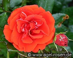 Remembrance kaufen, clicken für mehr Details Remembrance