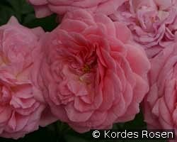Romantic Flower Circus kaufen, clicken für mehr Details Romantic Flower Circus