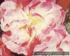 Romanze DDR