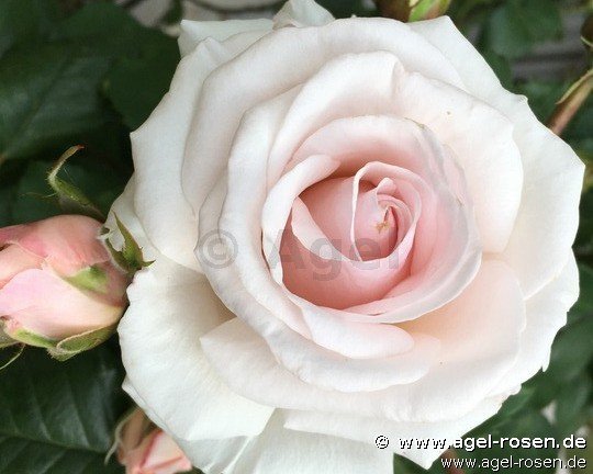 Rose ‘Rosa Belmonte‘ (5-Liter Topf)