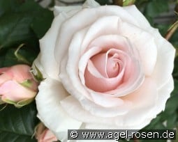 Rosa Belmonte kaufen, clicken für mehr Details Rosa Belmonte