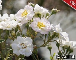 Rosa Bonheur kaufen, clicken für mehr Details Rosa Bonheur