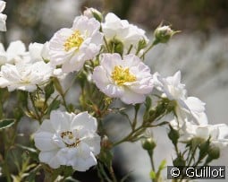 Rosa Bonheur kaufen, clicken für mehr Details Rosa Bonheur