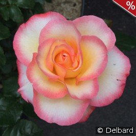 Rose de Lourdes