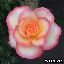 Rose de Lourdes