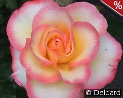 Rose de Lourdes kaufen, clicken für mehr Details Rose de Lourdes