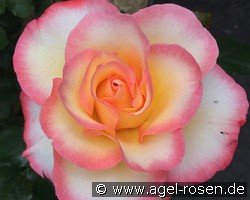 Rose de Lourdes
