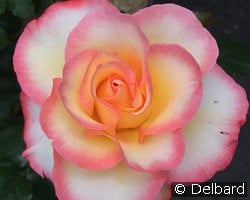 Rose de Lourdes kaufen, clicken für mehr Details Rose de Lourdes