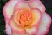 Rose de Lourdes