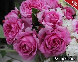 Rose de Pompadour kaufen, clicken für mehr Details Rose de Pompadour