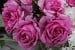 Rose de Pompadour