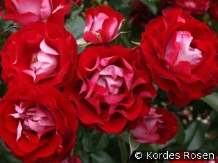 Rose der Einheit