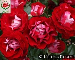 Rose der Einheit kaufen, clicken für mehr Details Rose der Einheit